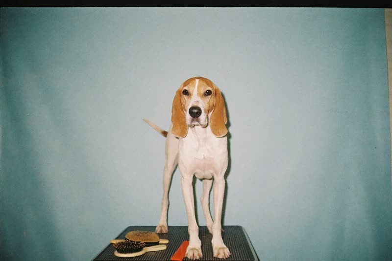 A dog standing on a grooming table beside brushes and a comb