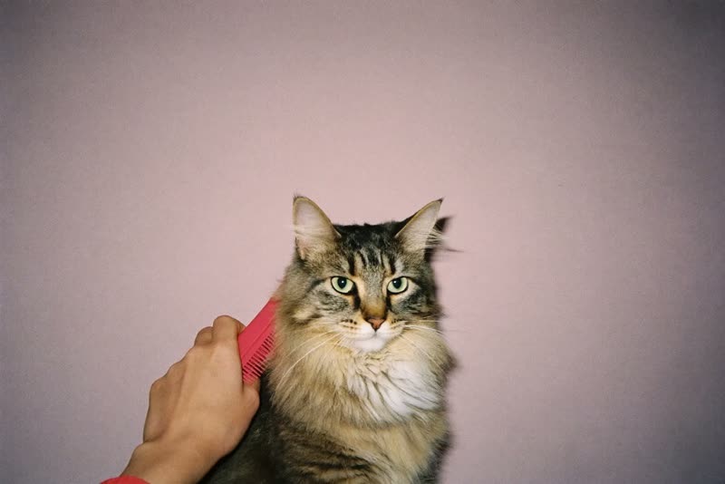 A long-haired cat being combed
