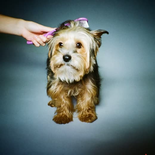 A small terrier being brushed during a grooming session