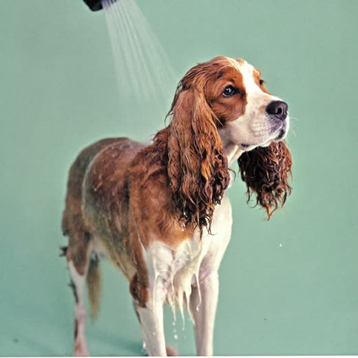 A spaniel being bathed and rinsed