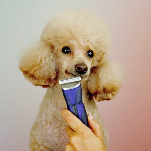 A poodle having its coat clipped