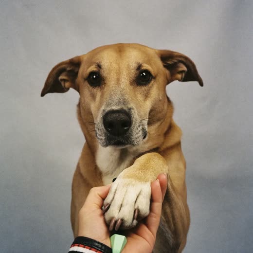 A dog's paw held for a nail trim